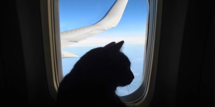 Viajar com animais nunca foi tão fácil, conheça os melhores destinos