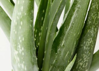 Quais plantas cultivar em casa para ajudar no controle da diabetes