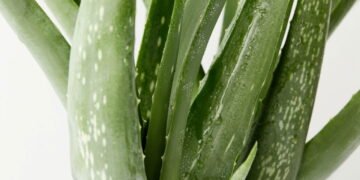 Quais plantas cultivar em casa para ajudar no controle da diabetes