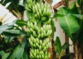 O segredo para ter bananas frescas sem sair de casa