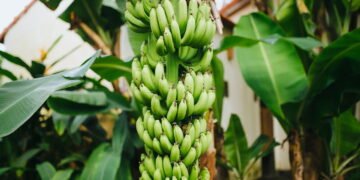 O segredo para ter bananas frescas sem sair de casa