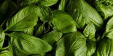 Como cultivar manjericão em casa e sempre ter ervas aromáticas frescas