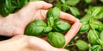 Como cultivar manjericão em casa e sempre ter ervas aromáticas frescas