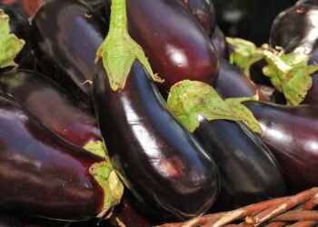 Quer plantar berinjela? Veja o guia ideal para quem está começando