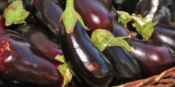 Quer plantar berinjela? Veja o guia ideal para quem está começando