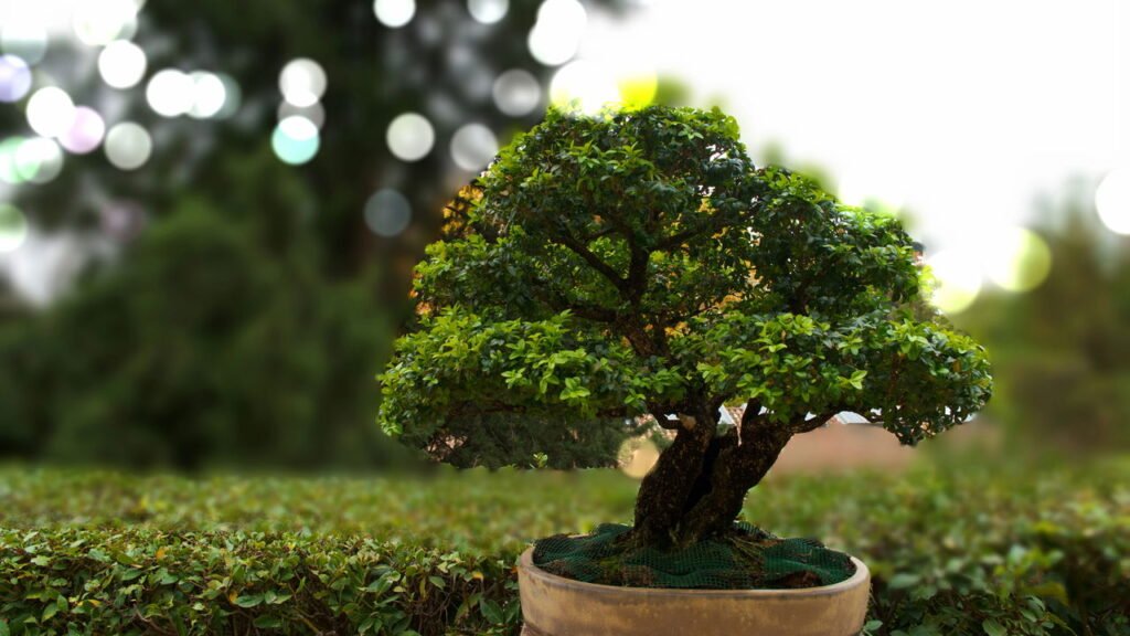 plantas para bonsai