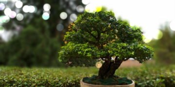 Aprenda a fazer um mini bonsai de jabuticaba em casa