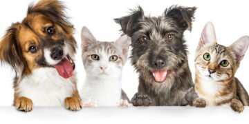 O pet mais terapêutico que você pode ter em casa