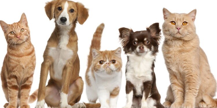 Cães e gatos podem ser amigos? O segredo desta resposta está na ciência