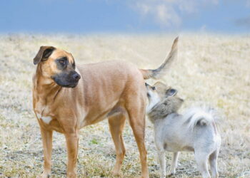 O incrível olfato dos cães; 7 curiosidades que mostram como eles percebem o mundo