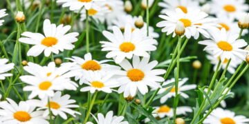 O que acontece no seu corpo quando você toma chá de camomila à noite