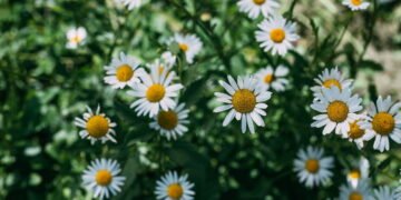 Aprenda a cultivar plantas que espantam formigas do jardim