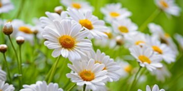 Passo a passo para plantar camomila e colher flores fresquinhas