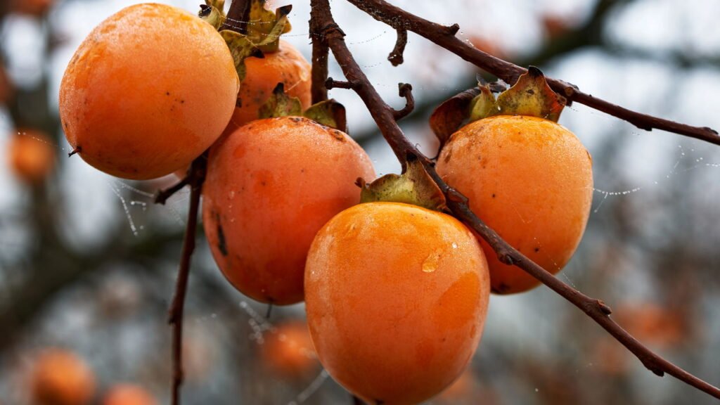 Passo a passo para plantar caqui e garantir uma colheita farta