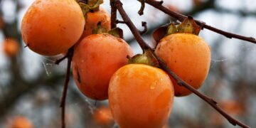 Passo a passo para plantar caqui e garantir uma colheita farta