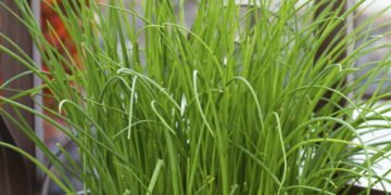 Aprenda como cultivar cebolinha até em apartamento pequeno
