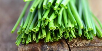 Aprenda como cultivar cebolinha até em apartamento pequeno