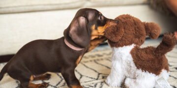 Seu pet favorito revela mais da sua personalidade do que você imagina