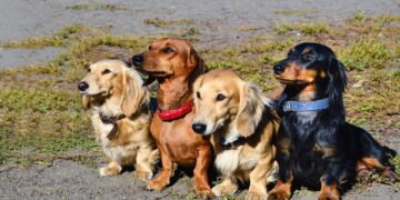 As curiosidades sobre os dachshunds, os adoráveis cães 'salsichinhas'