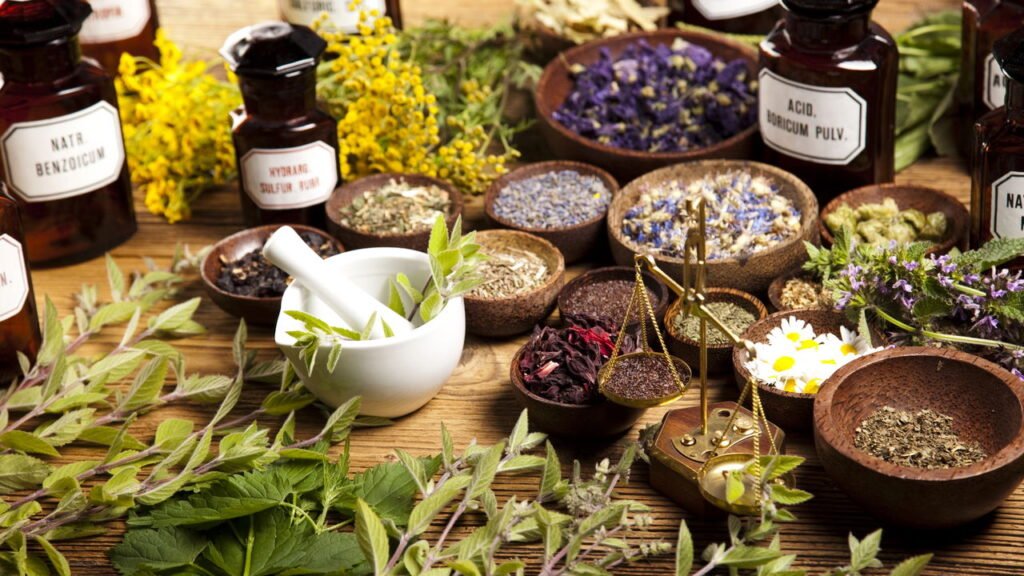 Passo a passo para cultivar ervas que melhoram o foco e a concentração