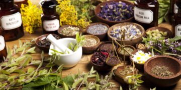 Passo a passo para cultivar ervas que melhoram o foco e a concentração