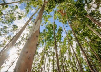 Cientistas descobrem ouro crescendo em árvores