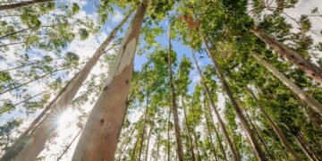 Cientistas descobrem ouro crescendo em árvores