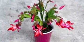 Passo a passo para fazer mudas de flor-de-maio e multiplicar sua coleção