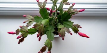 Passo a passo para fazer mudas de flor-de-maio e multiplicar sua coleção