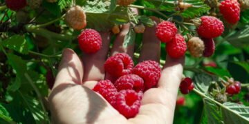 Aprenda como cultivar framboesa de forma simples e eficiente