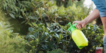 Conheça as melhores hortaliças para cultivar no quintal de casa