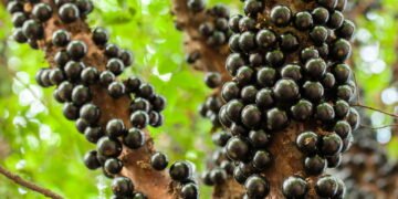 A maneira mais fácil e eficaz de cultivar jabuticaba em casa