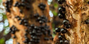 Você merece controlar sua glicose de forma natural. Veja como a farinha de jabuticaba pode ajudar!