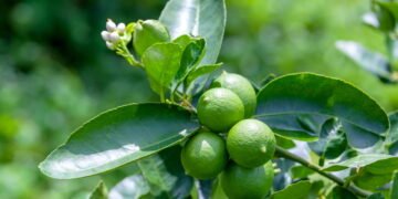 Este cuidado simples faz o limoeiro Taiti produzir mais