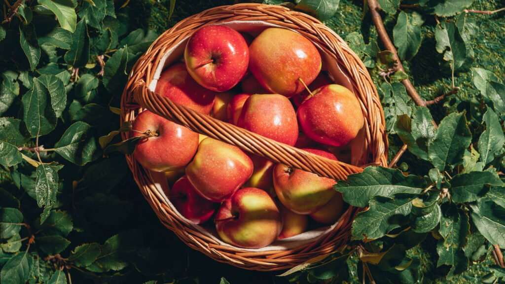 Veja como plantar maçãs de qualidade com técnicas simples e eficazes