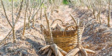 Como plantar mandioca e ter uma colheita farta em casa