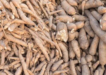 Como plantar mandioca e ter uma colheita farta em casa