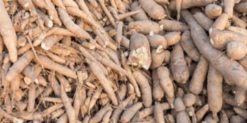 Como plantar mandioca e ter uma colheita farta em casa