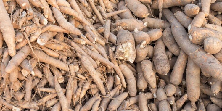 Mandioca - Créditos: depositphotos.com / ganchaonan1@gmail.com