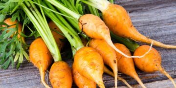 Passo a passo para plantar mini cenouras em casa com pouco espaço