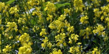 Cultive o condimento mais antigo do mundo na sua horta