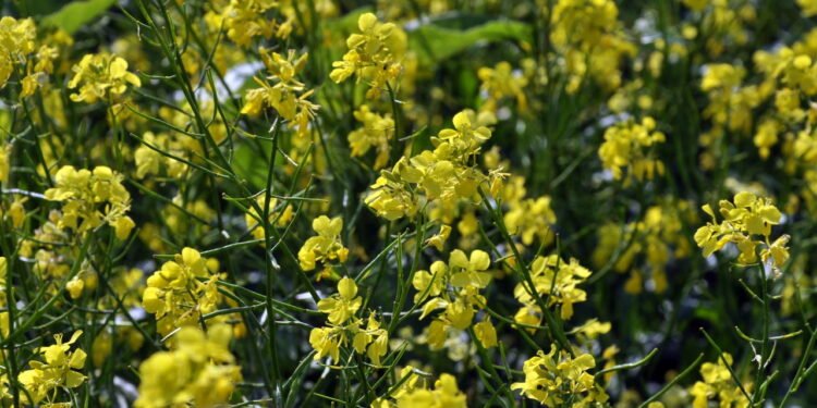 Cultive o condimento mais antigo do mundo na sua horta