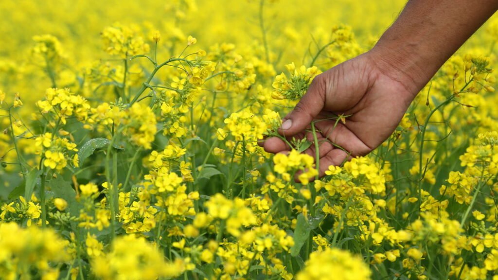 Cultive o condimento mais antigo do mundo na sua horta
