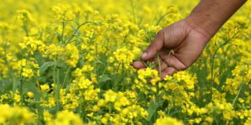 Cultive o condimento mais antigo do mundo na sua horta