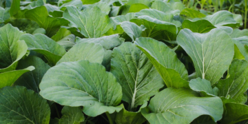 Aprenda a plantar Mostarda em casa e fazer um molho delicioso