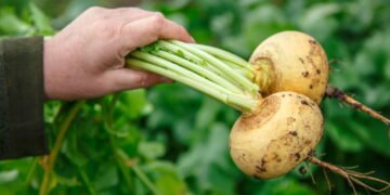 Guia simples para plantar nabo e colher raízes crocantes em casa