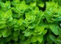 Tudo o que você precisa saber para cultivar orégano perfumado