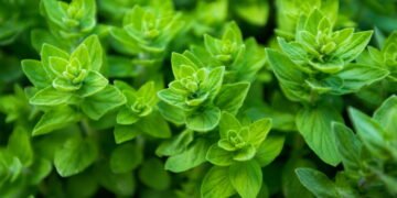 Tudo o que você precisa saber para cultivar orégano perfumado