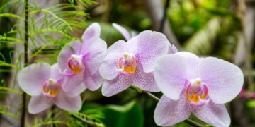 Aprenda a fazer sua orquídea florescer mais rápido