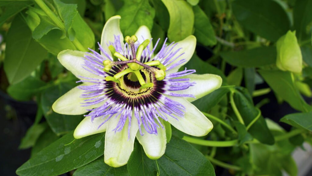 Como usar folhas de maracujá para fazer um chá natural contra insônia